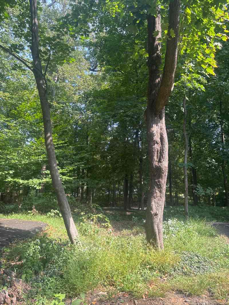 walking near me in Abington Art Center in autumn