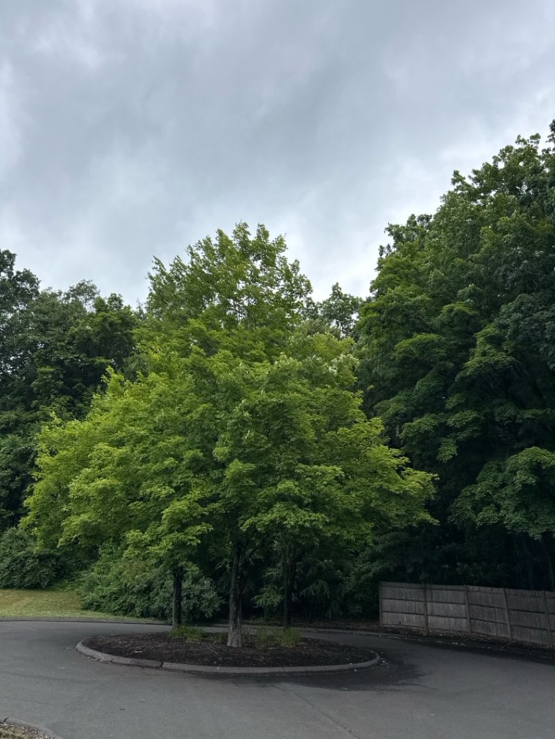 walking near me in Sycamore Hills Park in summer