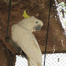 Vijaya icon