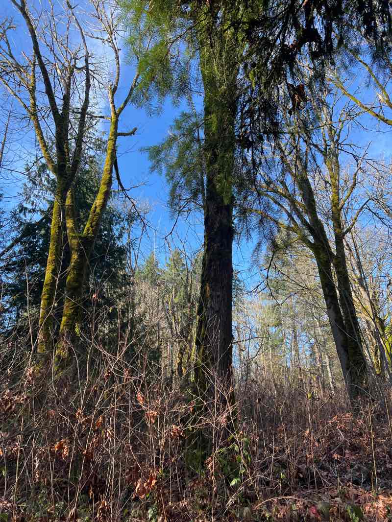 walking near me in Wilburton Hill Park in winter