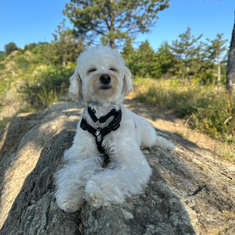 Nikol' profile
