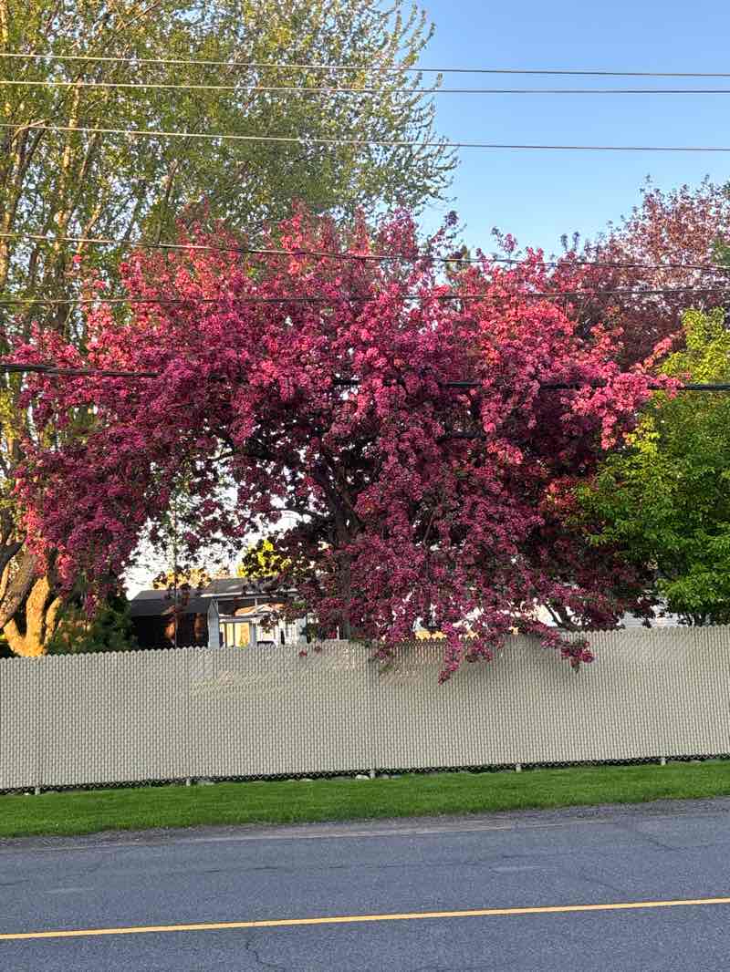 walking near me in Jardin Frontenac in spring