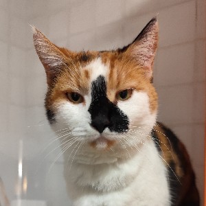 Роман Жижин icon