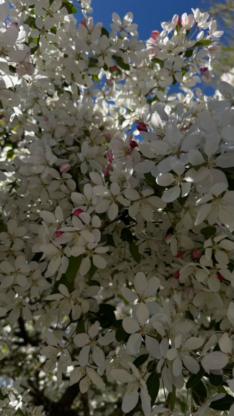 walking near me in Швейцарская долина in spring