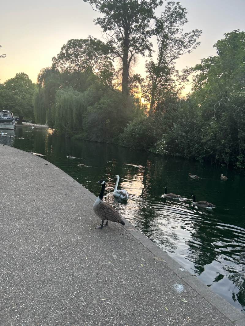 walking near me in Kedermister Park in summer