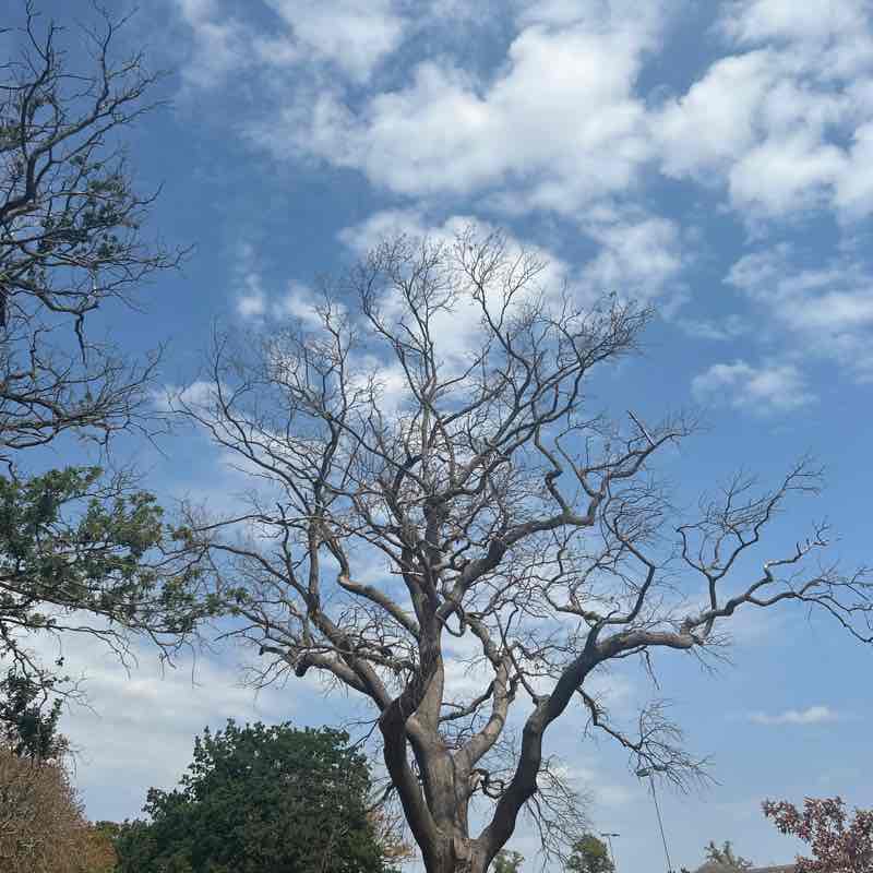 siakoroma post 3