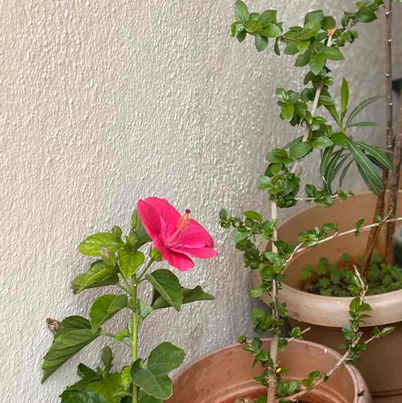 Chandra Kumar post 2