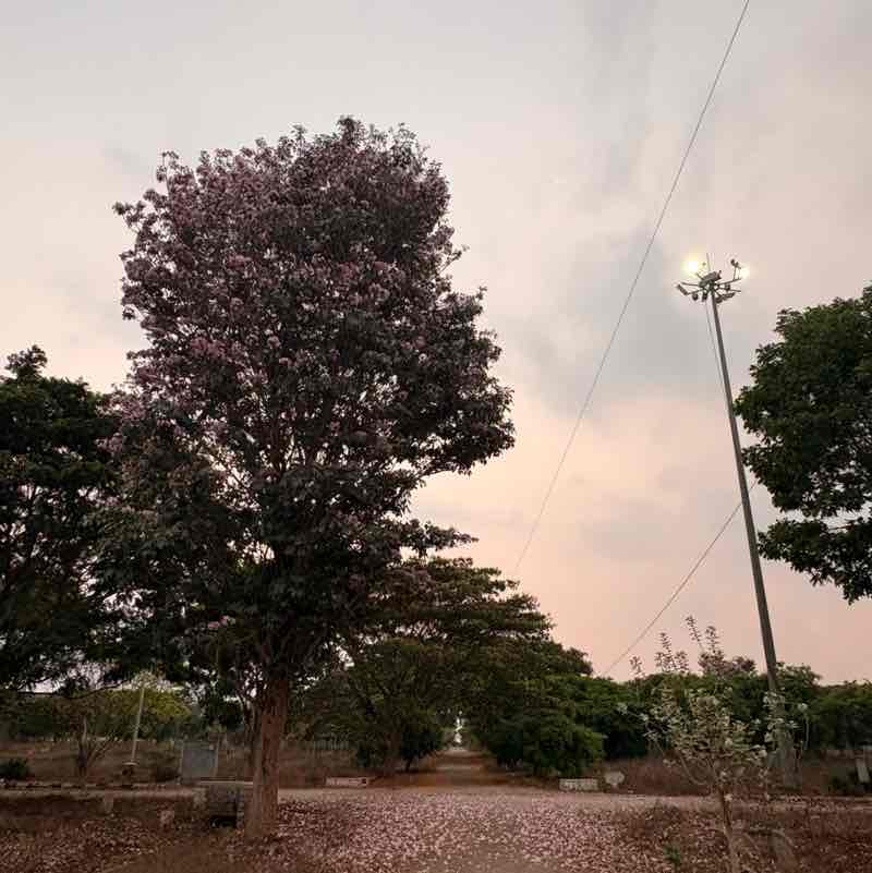 Chandra Kumar post 2