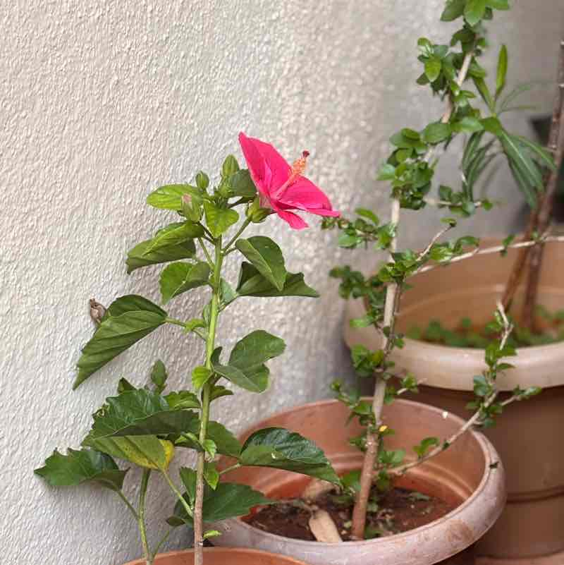 Chandra Kumar post 1