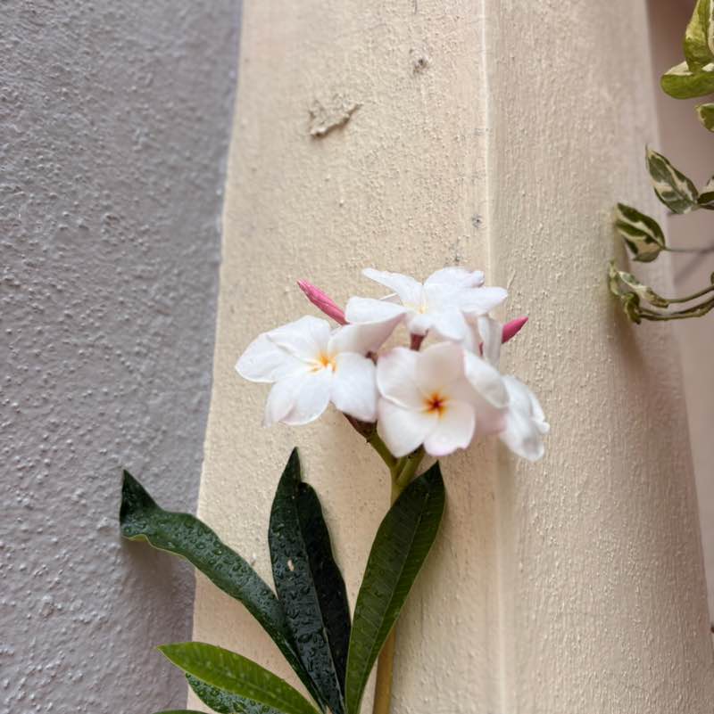 Chandra Kumar post 3