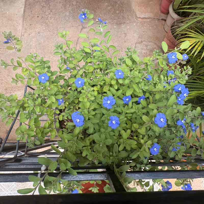 Chandra Kumar post 3