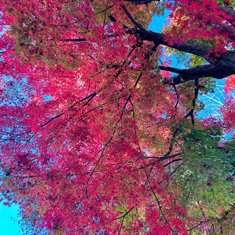 Jasmine Duhaylongsod profile