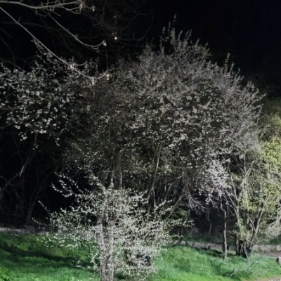 Любимый Пятигорск Клеопатра post image