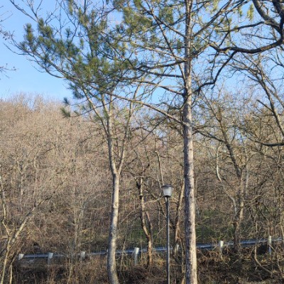 Любимый Пятигорск Клеопатра post image