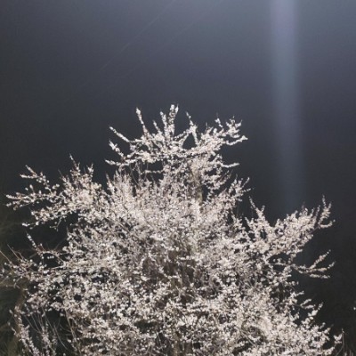 Любимый Пятигорск Клеопатра post image