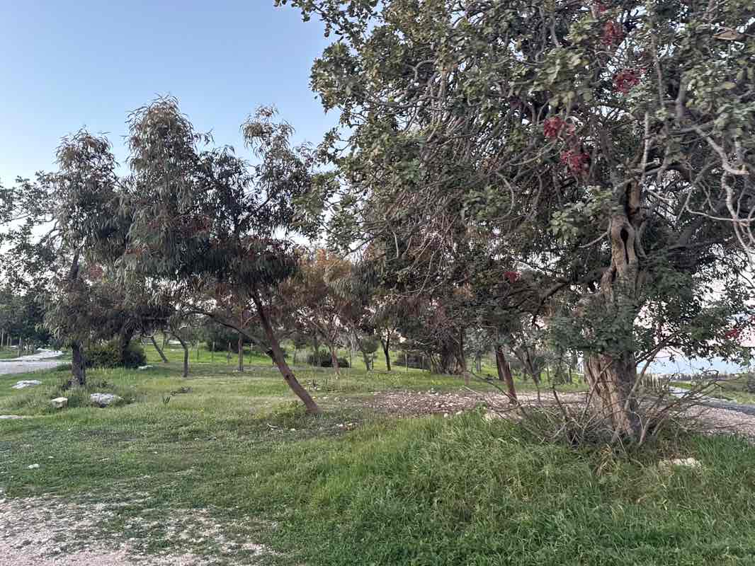 walking near me in Kale Vounari Municipal Park, Kato Polemidia in winter