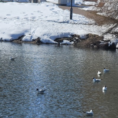 10.000 шагов с "Гепарды Турбо"! Cheetahs Turbo - Гепарды Турбо post image