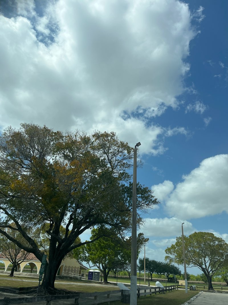 walking near me in Plaza Licenciado Benito Juarez in spring