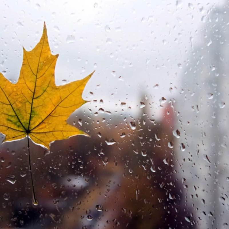 Пчелы 🐝 phelka1107 post image