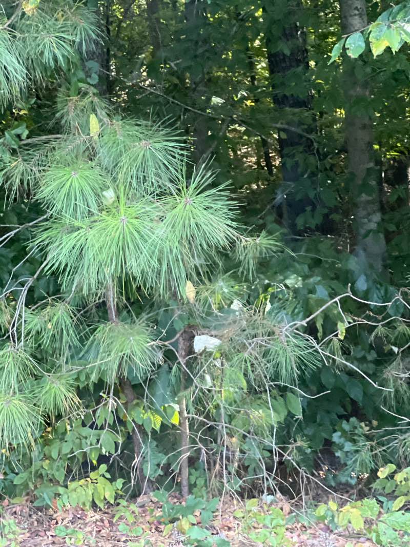 walking near me in Tuscany Club Park in autumn