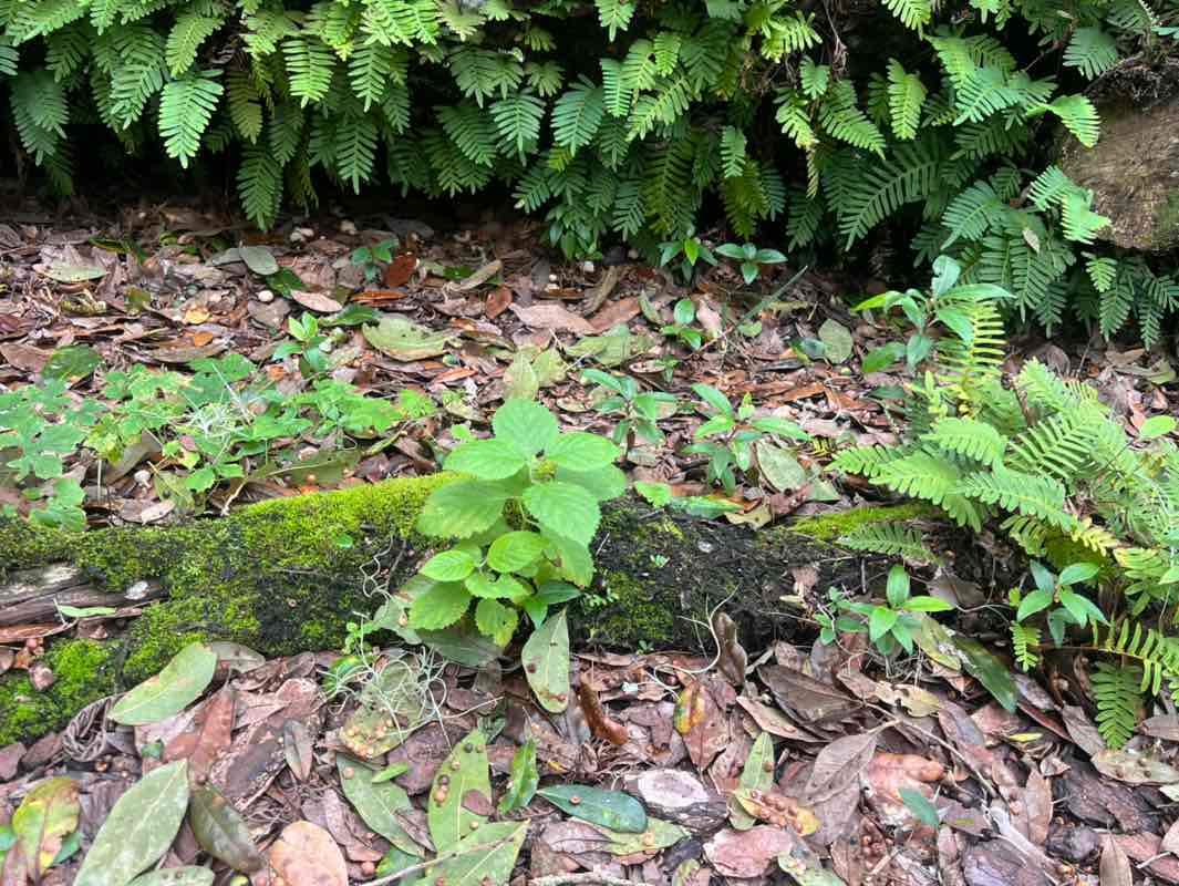 walking near me in Bok Tower Gardens in winter