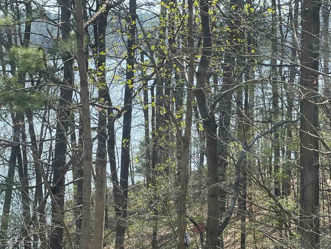 walking near me in Lake Crabtree County Park in spring