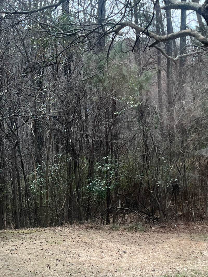 walking near me in Apex Jaycee Park in spring