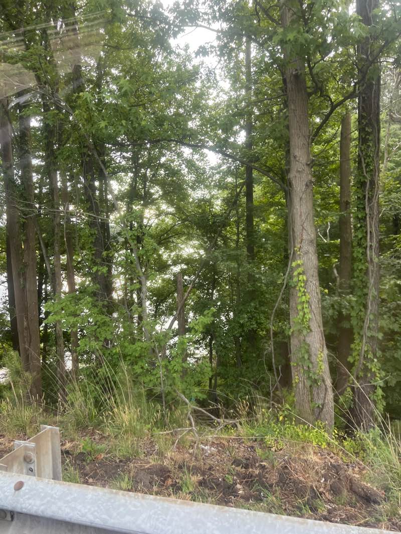 walking near me in Lake Crabtree County Park in summer