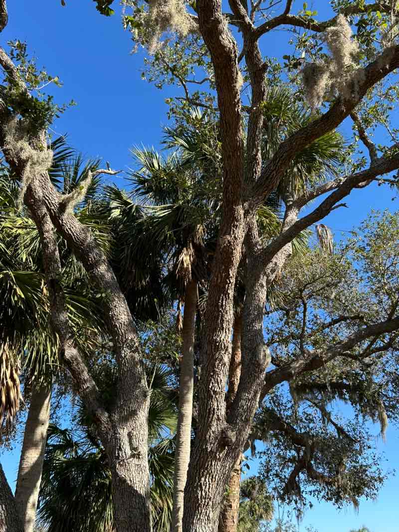 walking near me in Pine Park in winter