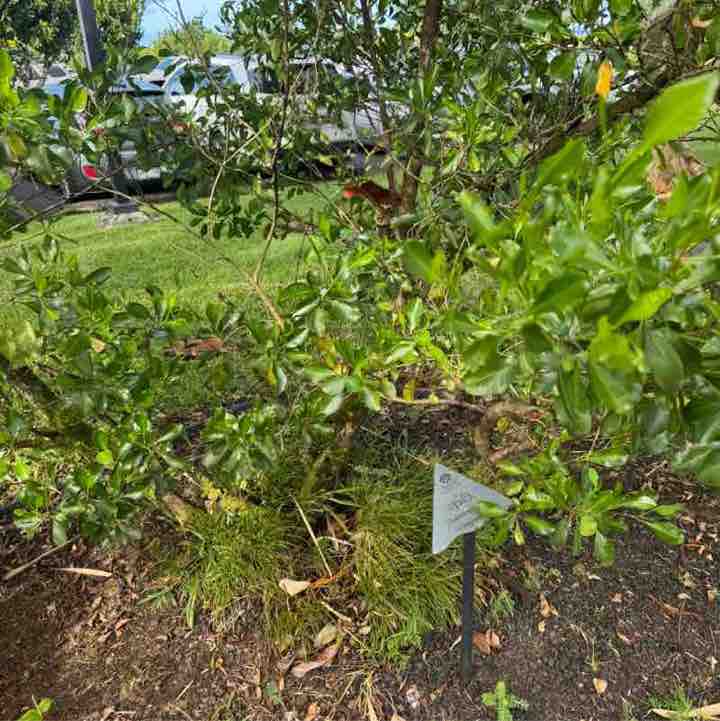 Scott Noteboom post 1