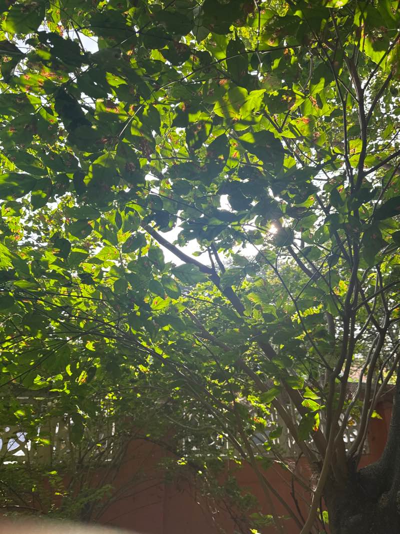 walking near me in Ramasamydas Memorial Park in winter