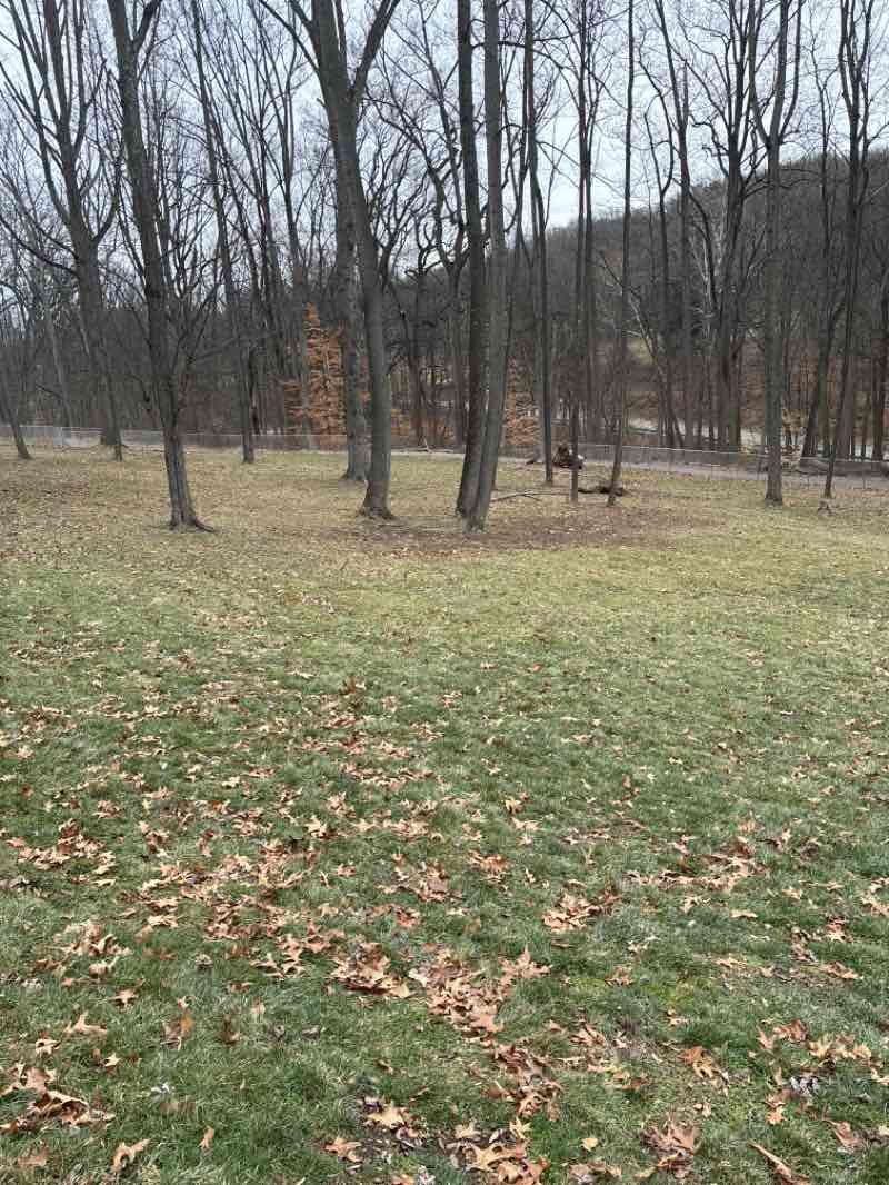 walking near me in Renziehausen Park in winter