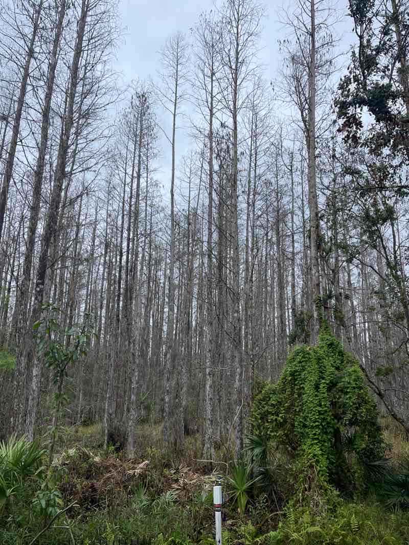 walking near me in Live Oak Park North in winter