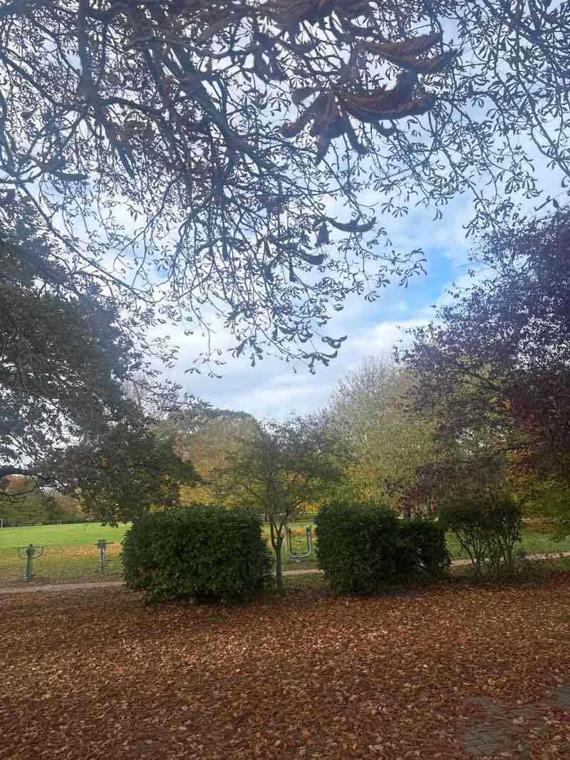 walking near me in Addison Howard Park in autumn