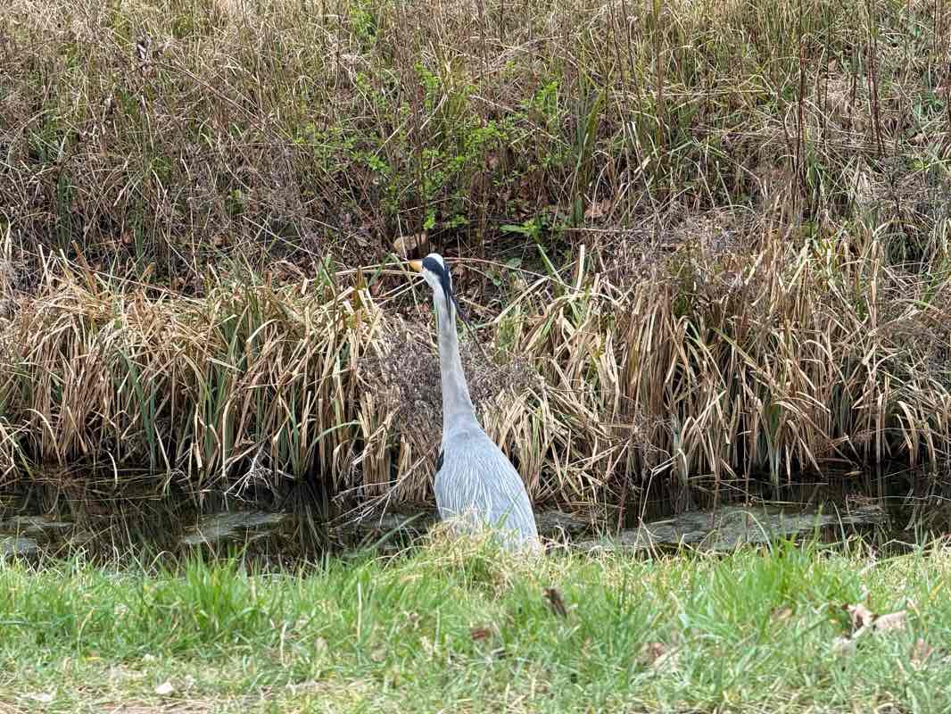 walking near me in Jubilee Gardens in spring