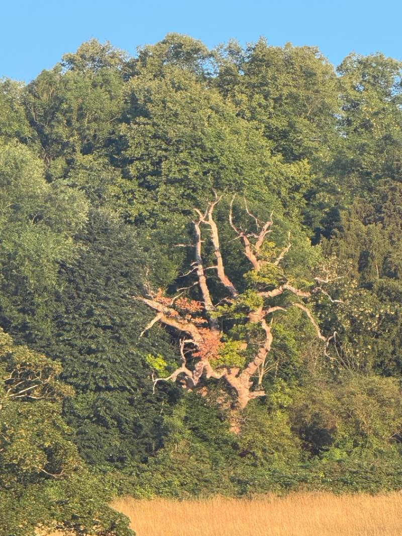 walking near me in Linear Park in summer
