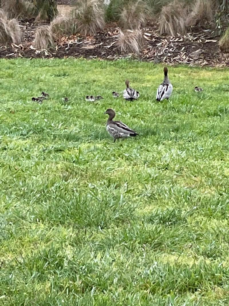 walking near me in Eureka Stockade in spring