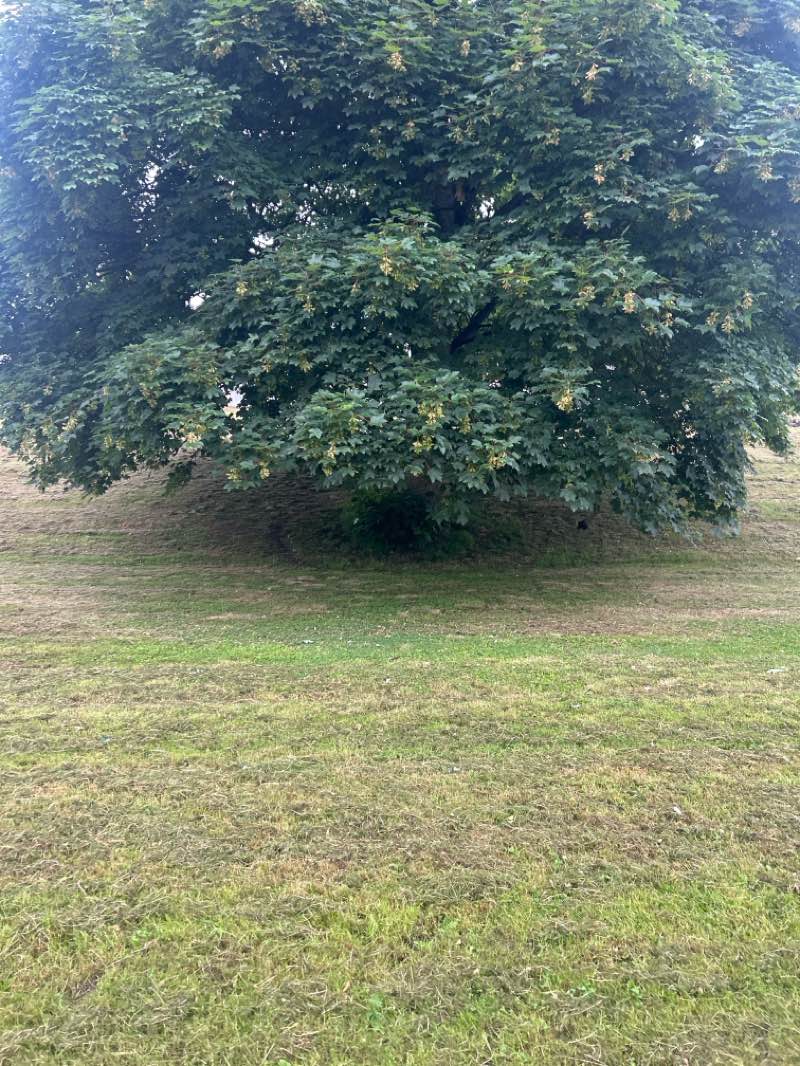 walking near me in Blackpark in summer