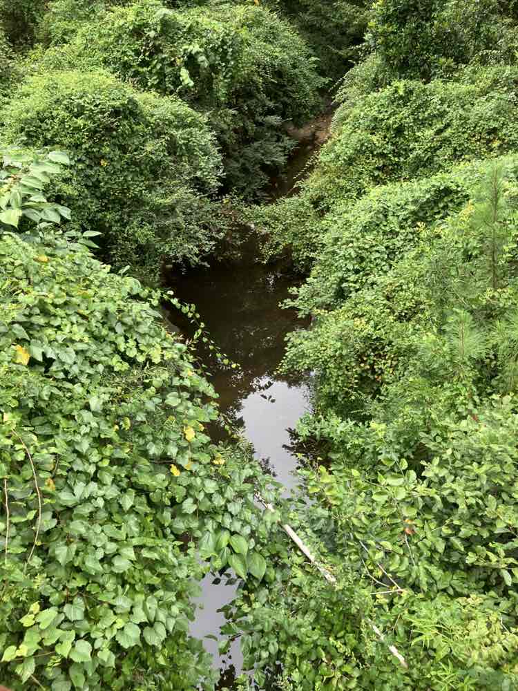 walking near me in Perimeter Center East Park in autumn