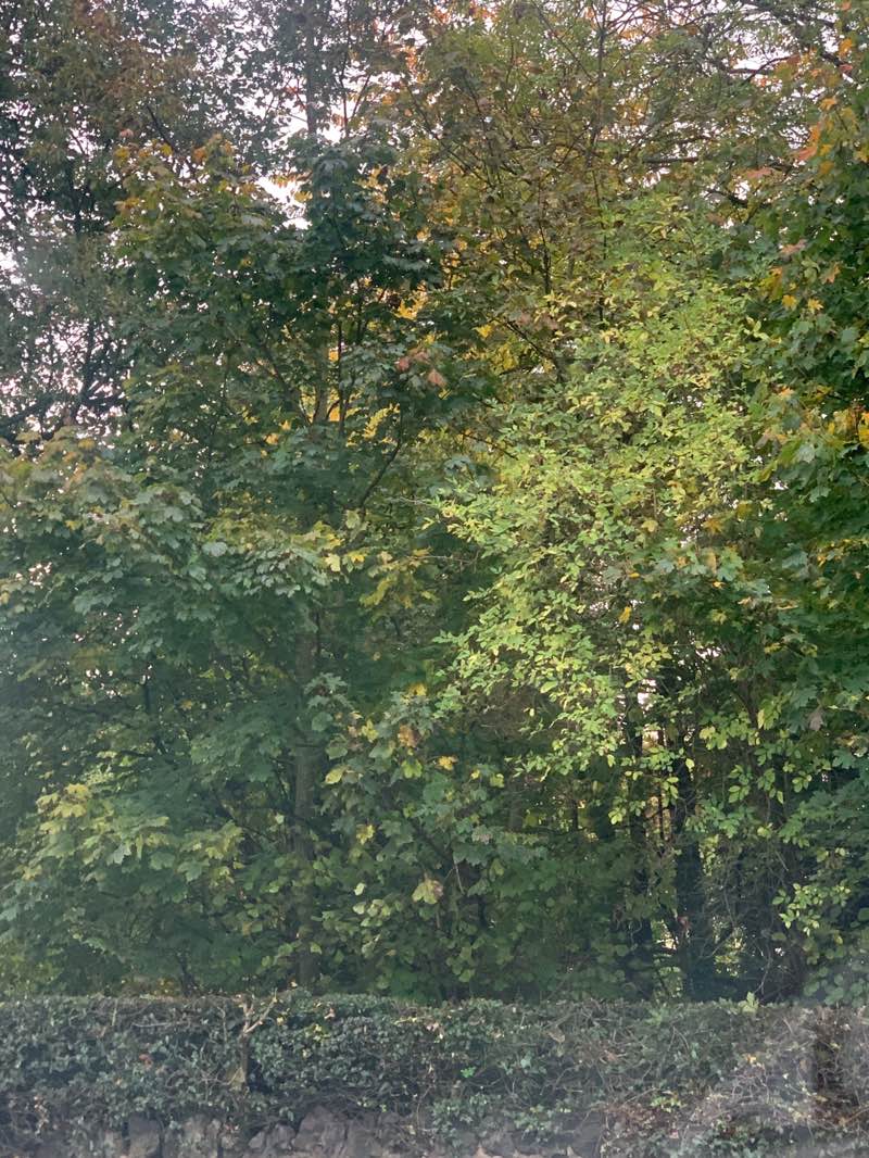 walking near me in Bantock Park in autumn