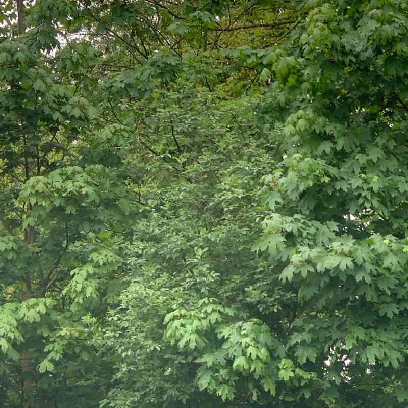 Akinola post 1