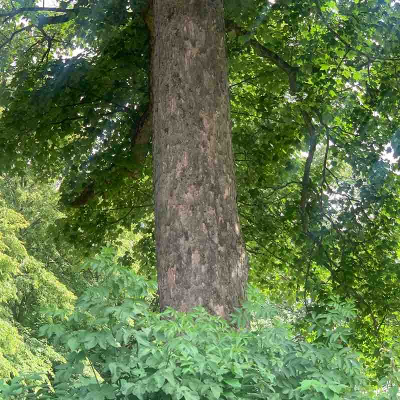 Akinola post 2