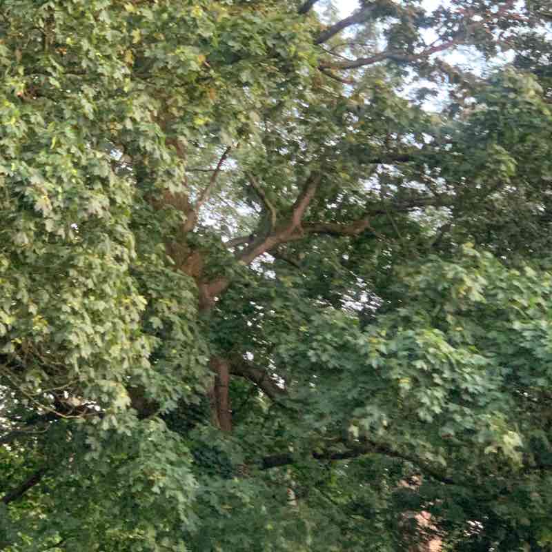Akinola post 1
