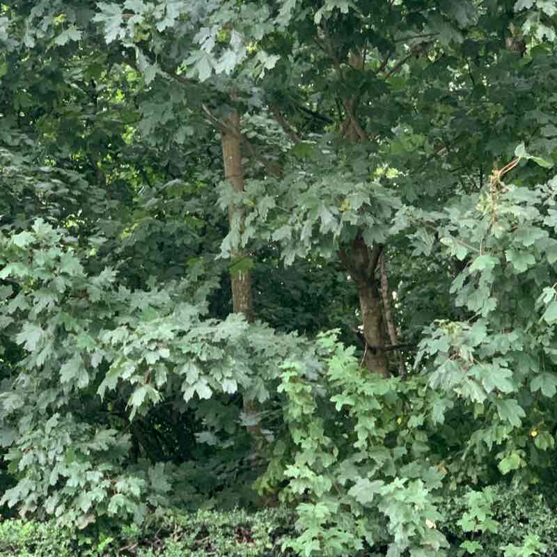 Akinola post 1