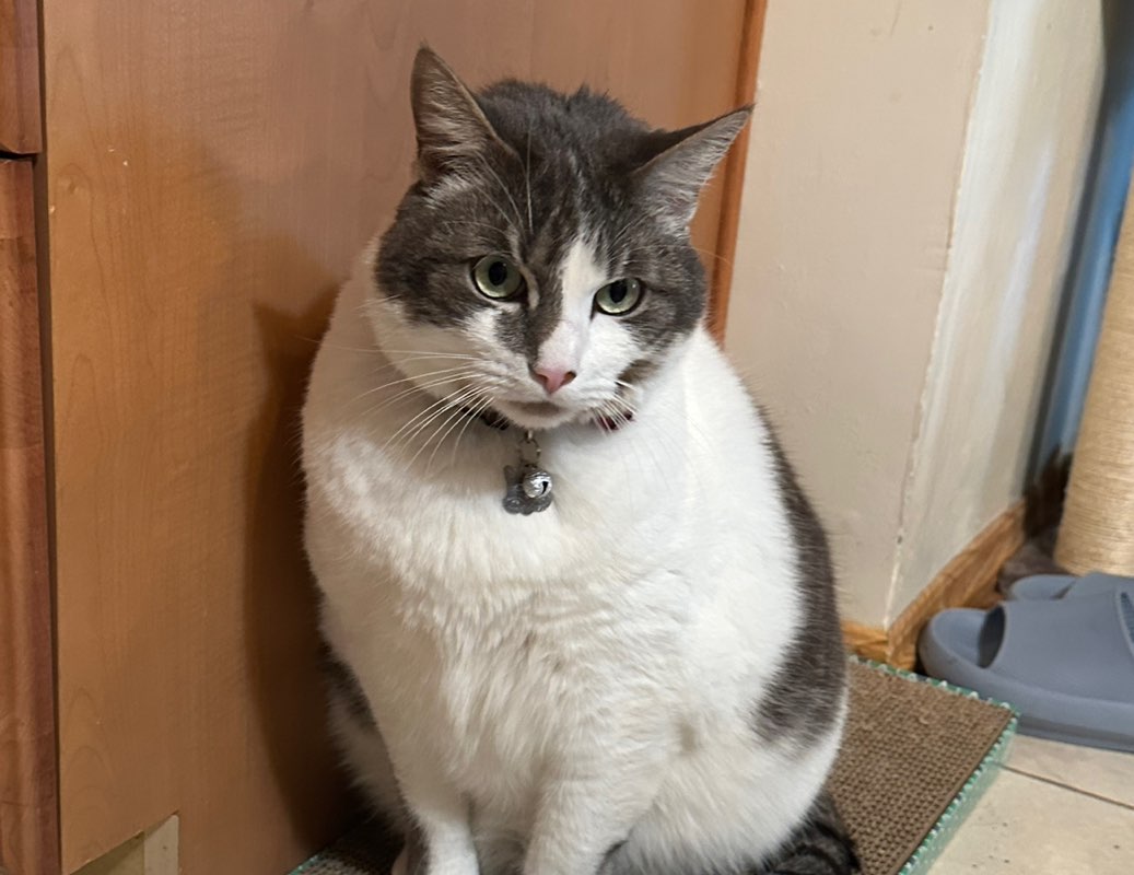 big Steppin Brinto icon