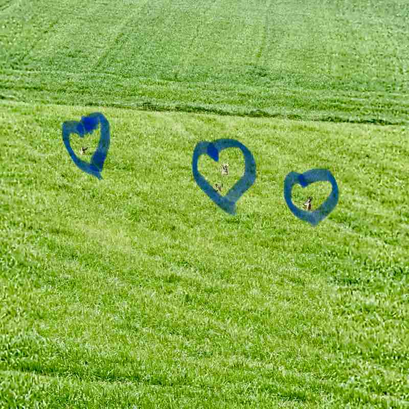 Starseed🇨🇭🌿 post 2