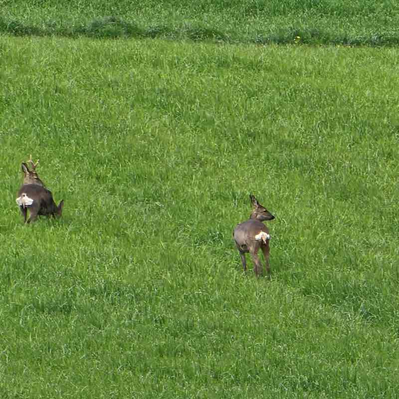 Starseed🇨🇭🌿 post 3