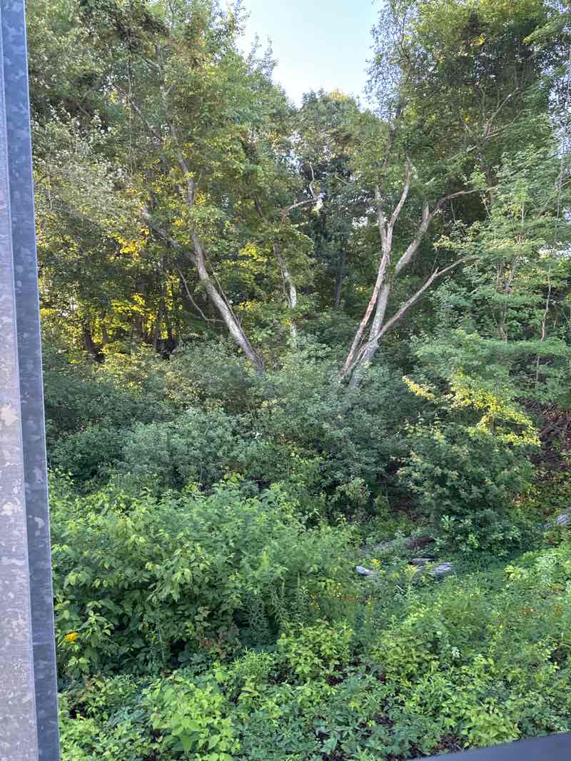 walking near me in Neponset River Reservation in autumn