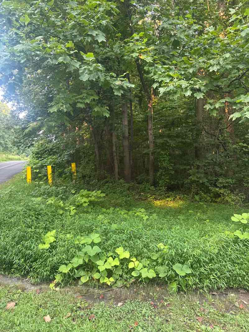 walking near me in Rosaryville State Park in summer