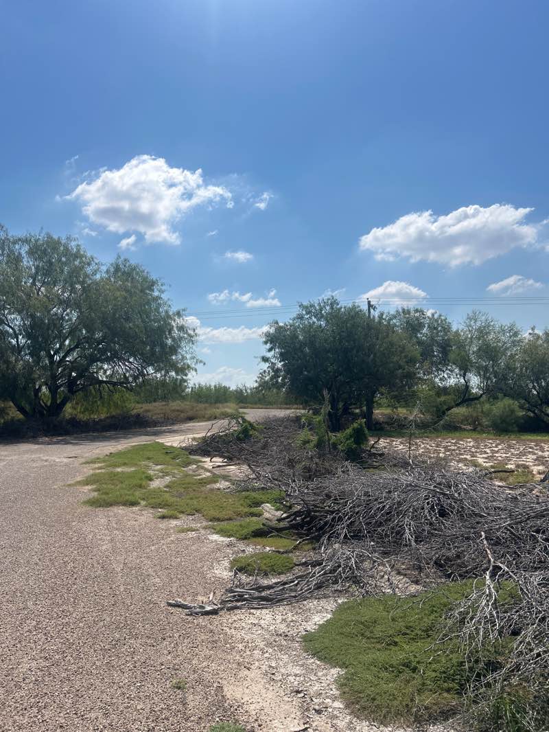 walking near me in Hidalgo Park  Museum in autumn